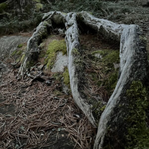 IN THE BELLY: HYMNS & ROOTS